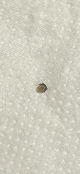Help! Tick bite
