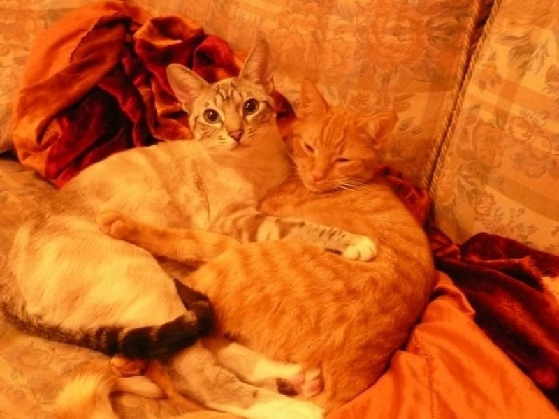 Here is the worlds most beautiful cat