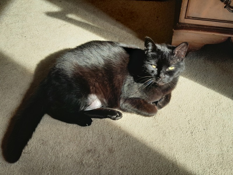 Hymns in Minor Keys & the Russian Easter Overture - the Excellent Cats ignore Culture.....