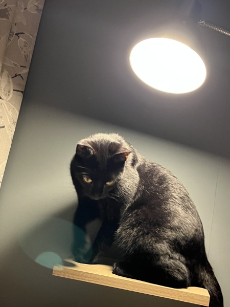 Here is the worlds most beautiful cat