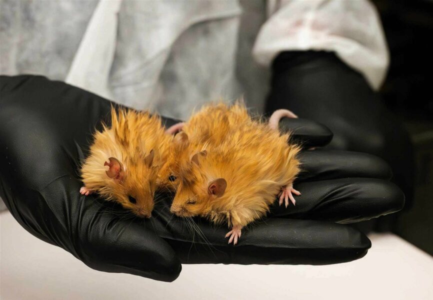 The Bluestocking - where Spring has sprung and the grass is riz.