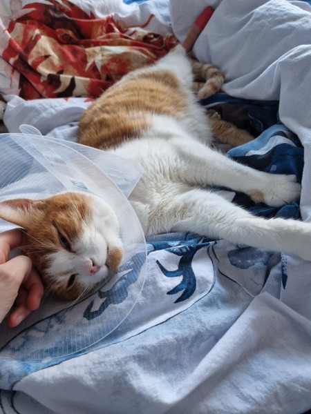 Hymns in Minor Keys & the Russian Easter Overture - the Excellent Cats ignore Culture.....