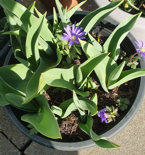 What plant are these long leaves in my bulb lasagne?