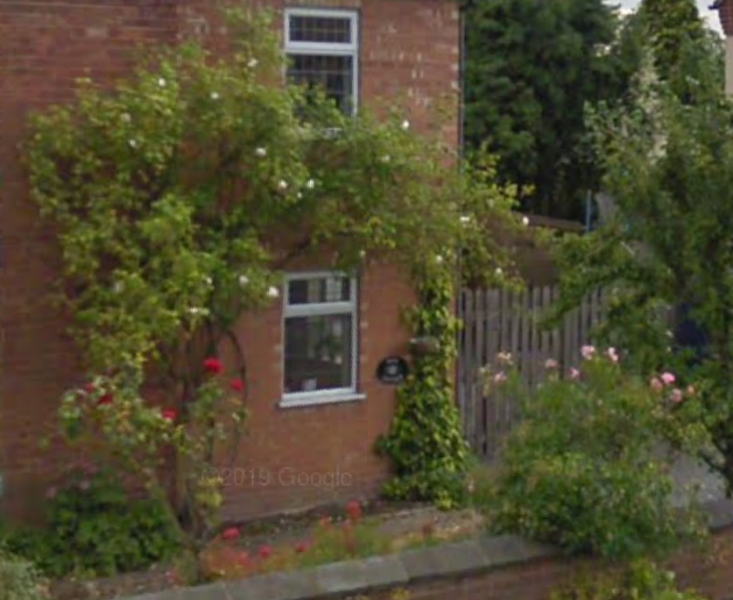 North facing wall - Madame Alfred Carriere?