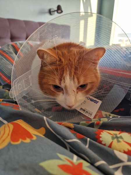 Lap dances, strippers and punch-ups - the Excellent Cats arrange a stag party