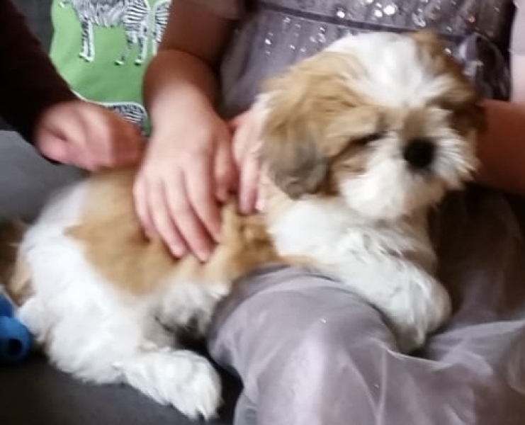 To ask for your dog breed recommendations?