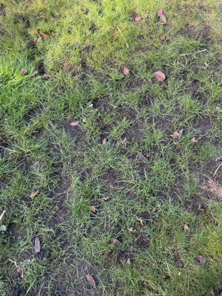 Grass seems for north facing garden