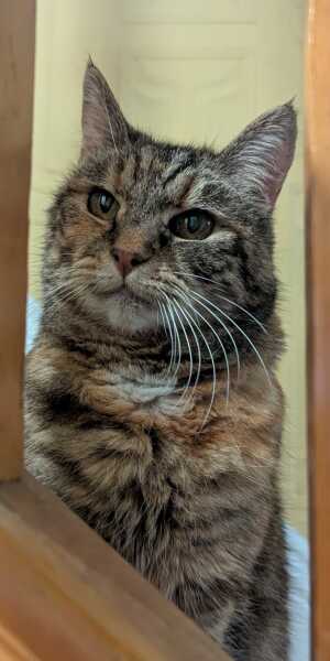 Hymns in Minor Keys & the Russian Easter Overture - the Excellent Cats ignore Culture.....