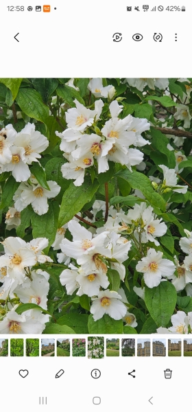 Identify a plant