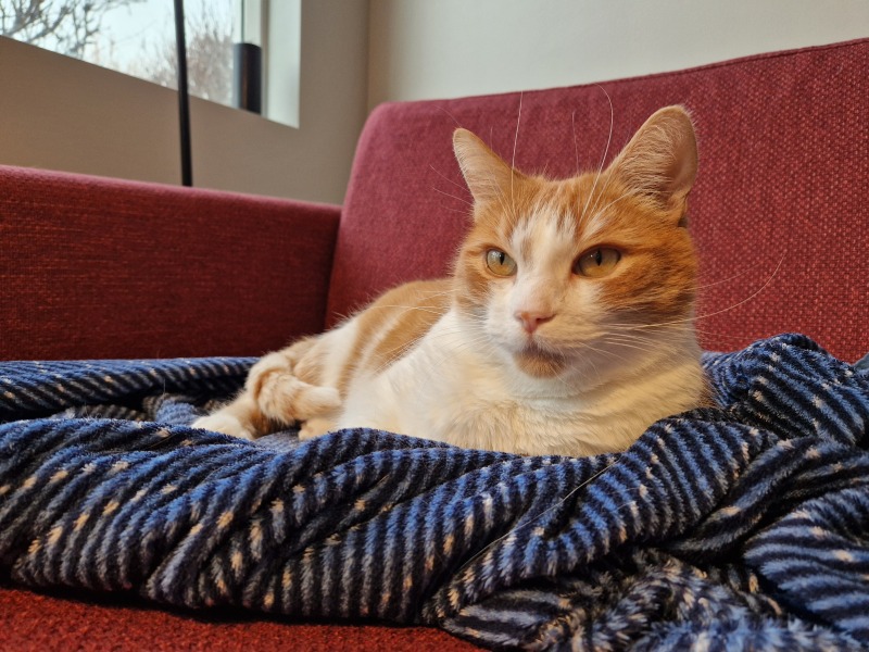 Lap dances, strippers and punch-ups - the Excellent Cats arrange a stag party