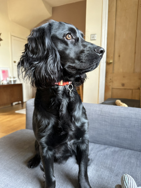 Adolescent Dog Survival Thread - get teenage licks right through the night!