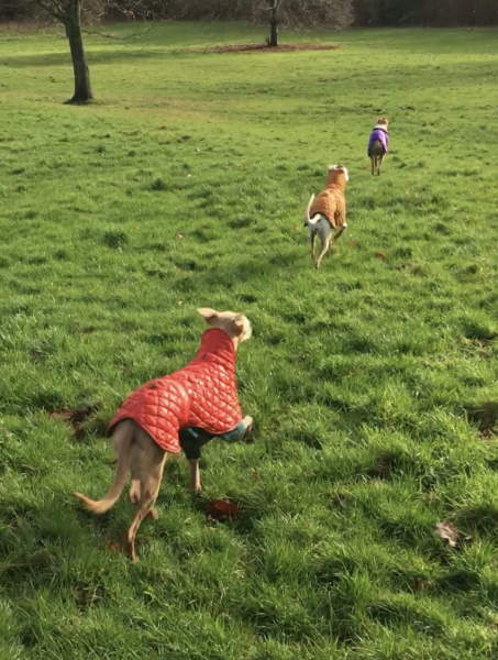 Two intact male Whippets…