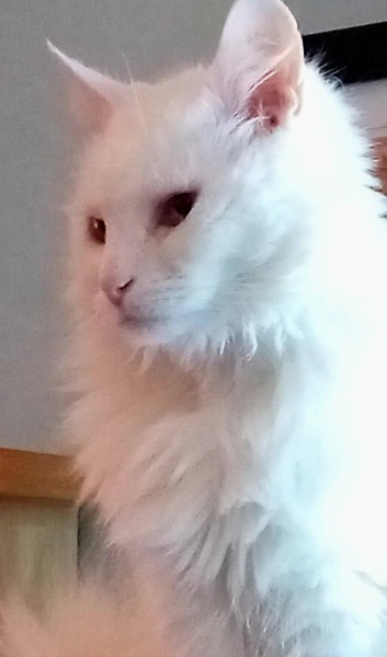 Lap dances, strippers and punch-ups - the Excellent Cats arrange a stag party