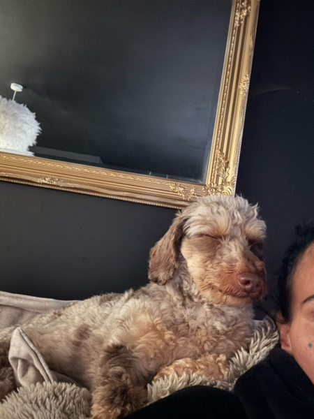 To ask for your dog breed recommendations?