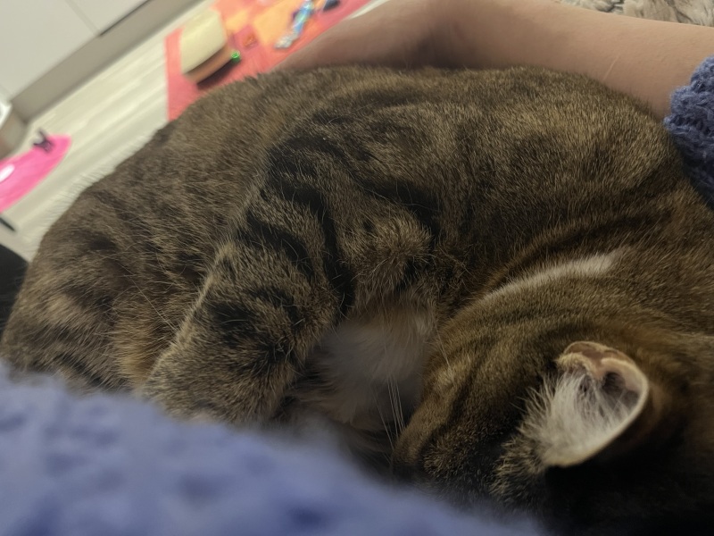 Hymns in Minor Keys & the Russian Easter Overture - the Excellent Cats ignore Culture.....