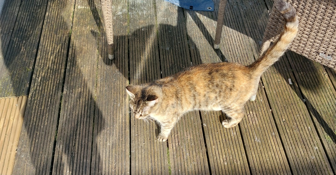 Mum and DH being horrid about getting more cats