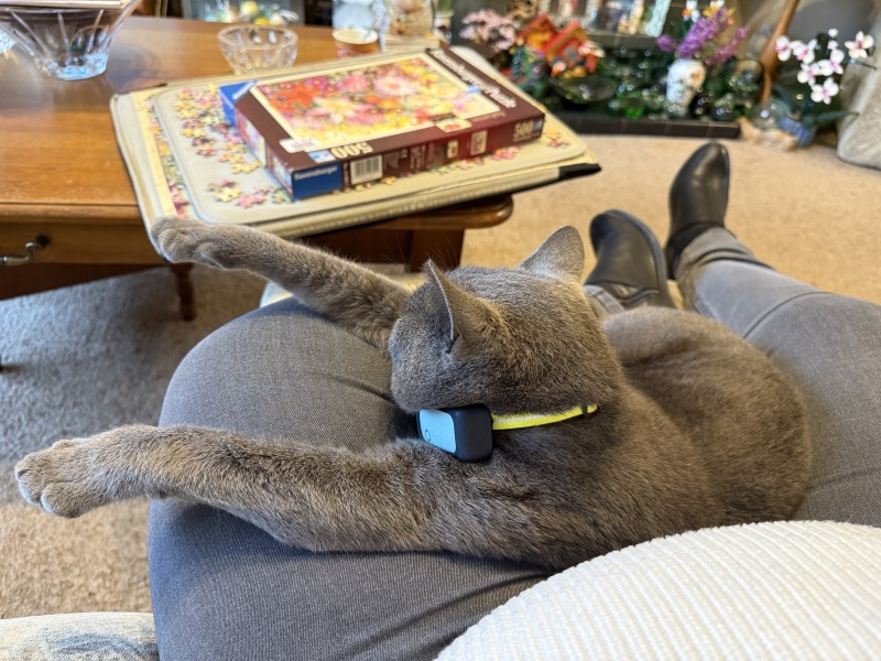 What do your cats do every day that make your heart swell?