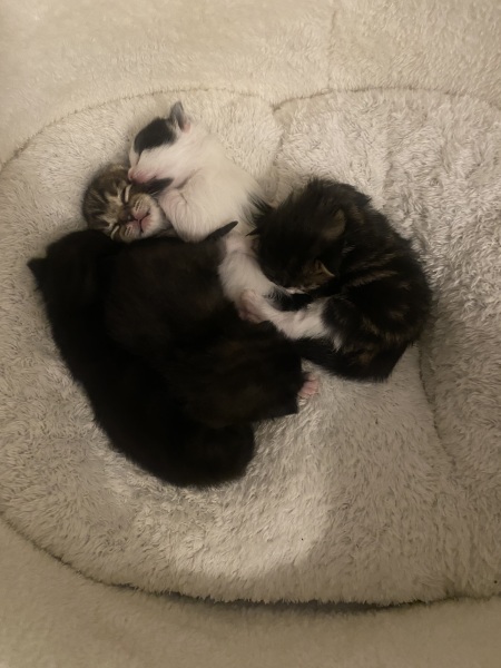 Advice please, Baby cats have arrived!