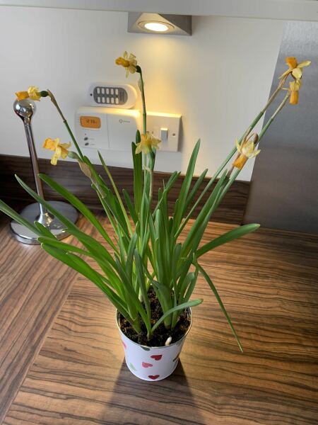 Daffodils - what to do with them now