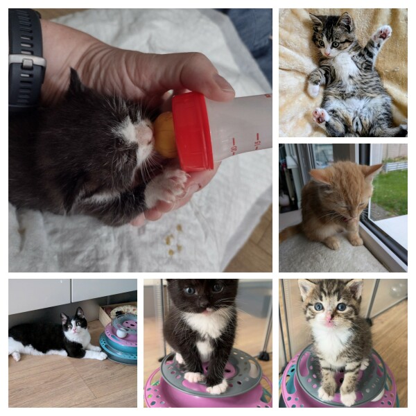 To ask if anyone has fostered a pet before?