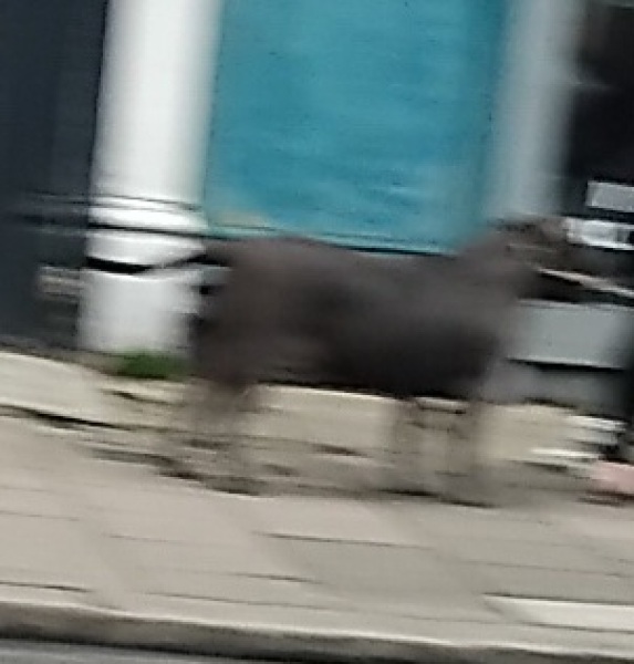To think this dog is a XL Bully? (Pic attached)