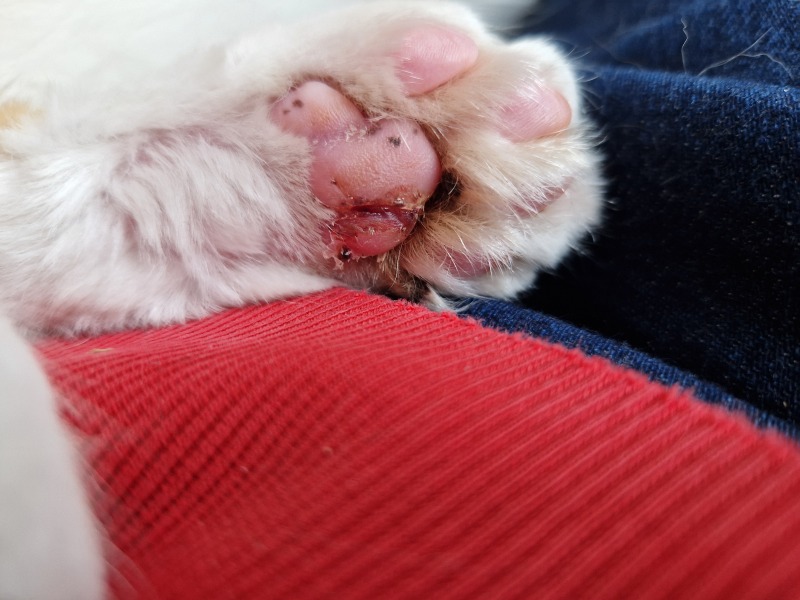 Hymns in Minor Keys & the Russian Easter Overture - the Excellent Cats ignore Culture.....