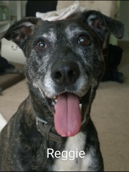 Can you walk a husky off lead in the UK? Husky advice please.