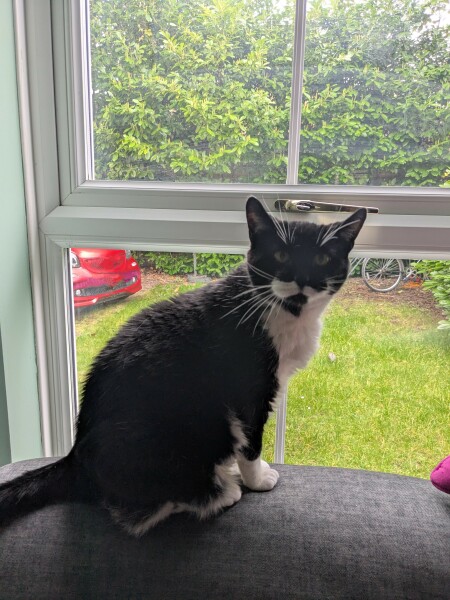 Thread 21 Starmer - Casting Nasturtiums