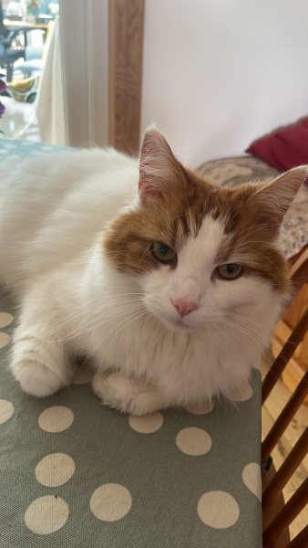 Here is the worlds most beautiful cat