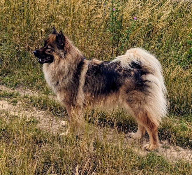 First time dog owner - thinking of a German Shepherd