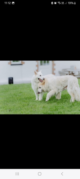 First time dog owner - thinking of a German Shepherd