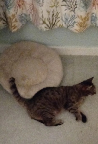 Lap dances, strippers and punch-ups - the Excellent Cats arrange a stag party