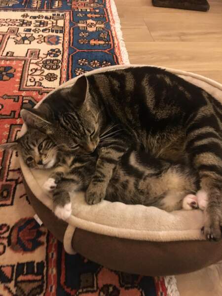 How often do you worm and flea treat your cats?