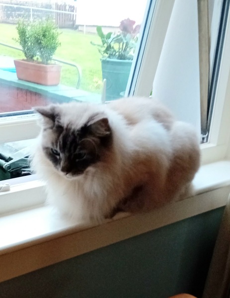 Hymns in Minor Keys & the Russian Easter Overture - the Excellent Cats ignore Culture.....