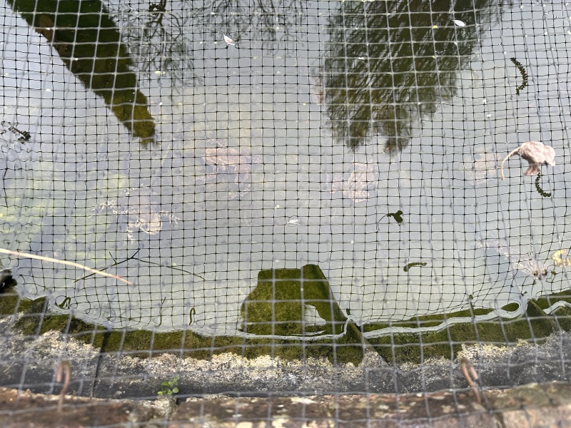 How many frogs is too many?
