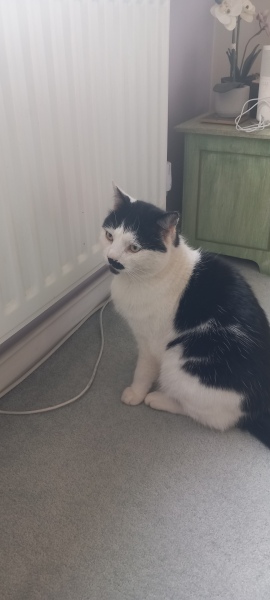 Hymns in Minor Keys & the Russian Easter Overture - the Excellent Cats ignore Culture.....