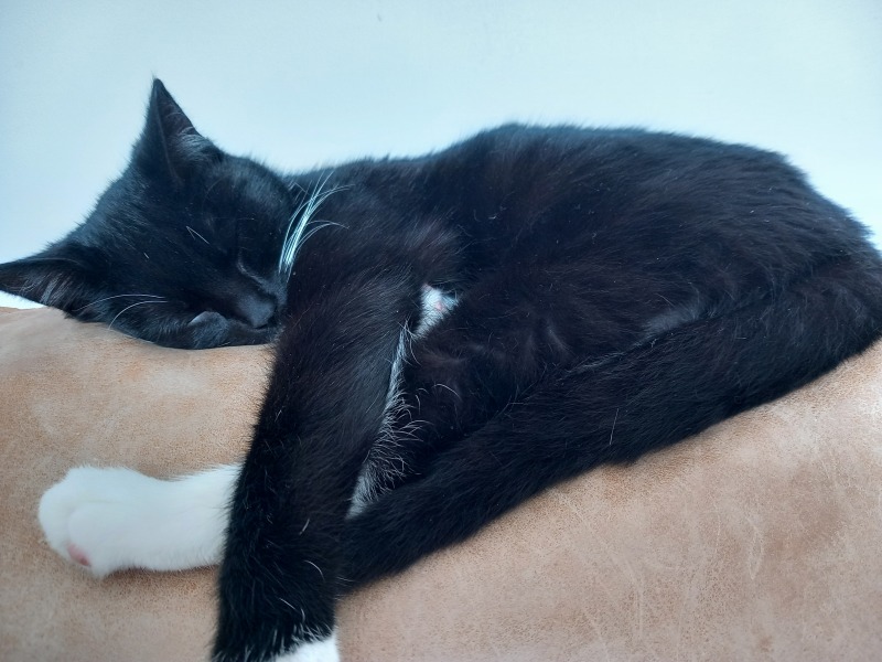Here is the worlds most beautiful cat