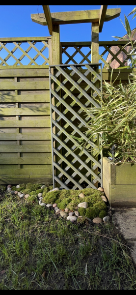 Is moss a bad idea?