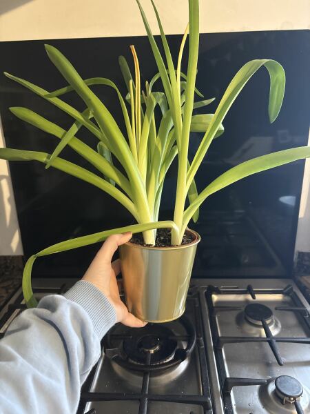 Hyacinth help please!