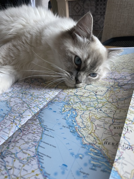 Here is the worlds most beautiful cat