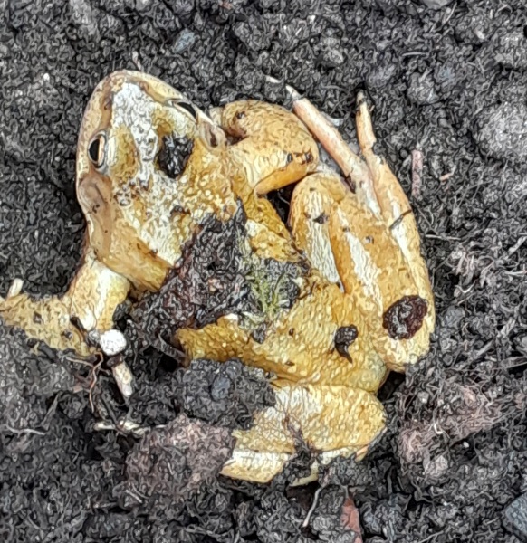 What have you done in the garden today? Part 6
