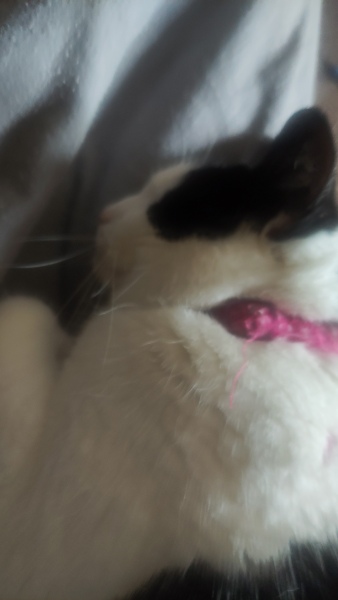 Hymns in Minor Keys & the Russian Easter Overture - the Excellent Cats ignore Culture.....