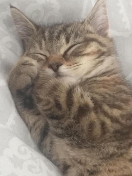 Here is the worlds most beautiful cat