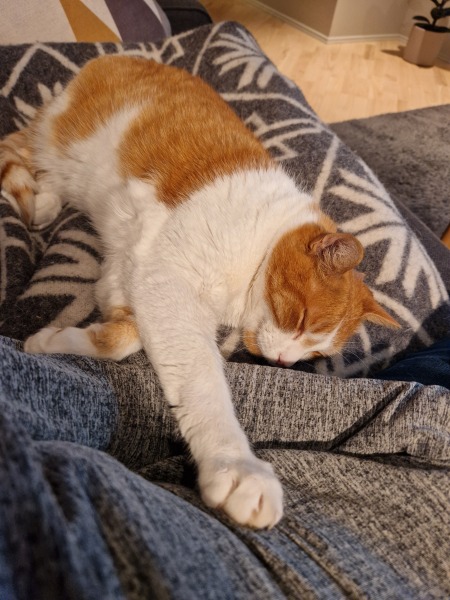 Lap dances, strippers and punch-ups - the Excellent Cats arrange a stag party