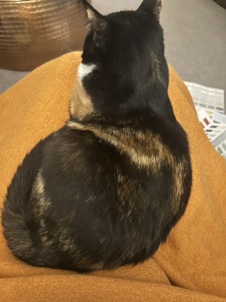 What do your cats do every day that make your heart swell?