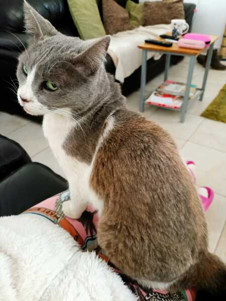 Hymns in Minor Keys & the Russian Easter Overture - the Excellent Cats ignore Culture.....