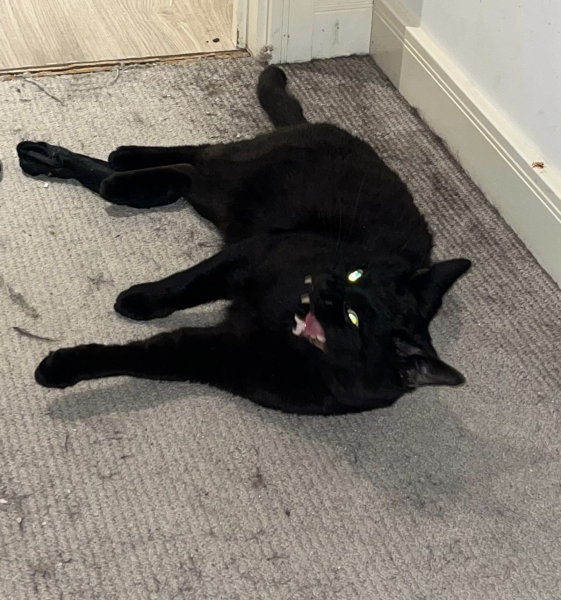 Show me the most unhinged looking photo you have of your cat