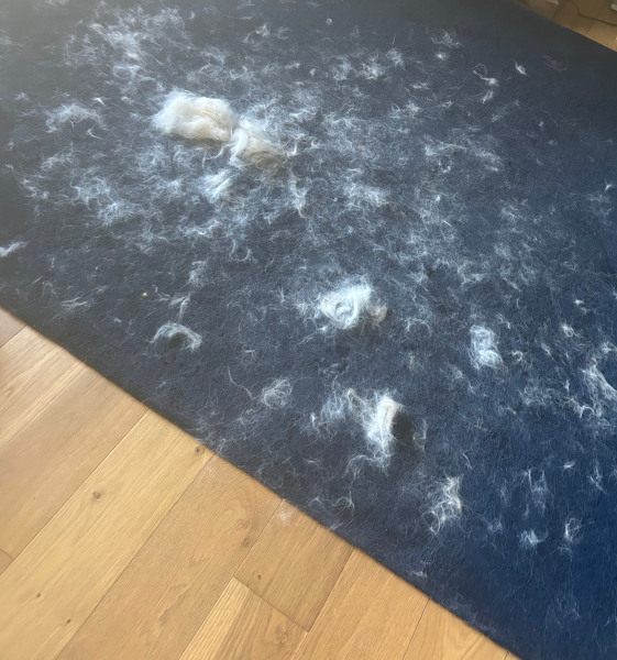 Golden retriever help!