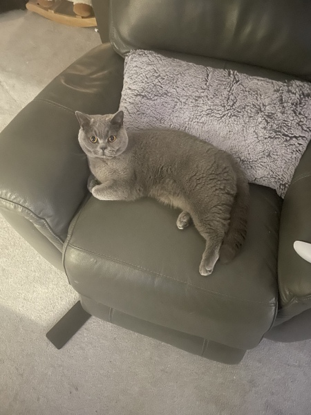 Here is the worlds most beautiful cat
