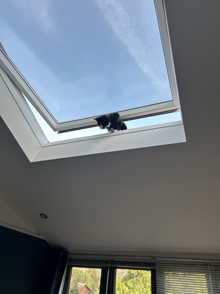 Thread 21 Starmer - Casting Nasturtiums